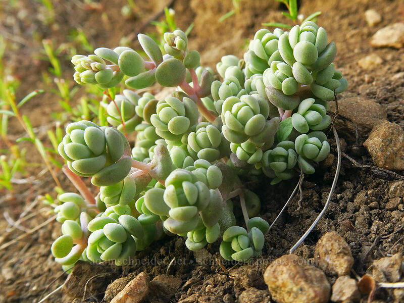 weak-stem stonecrop (Sedum debile) [Island Lake Trail, Humboldt-Toiyabe National Forest, Elko County, Nevada]