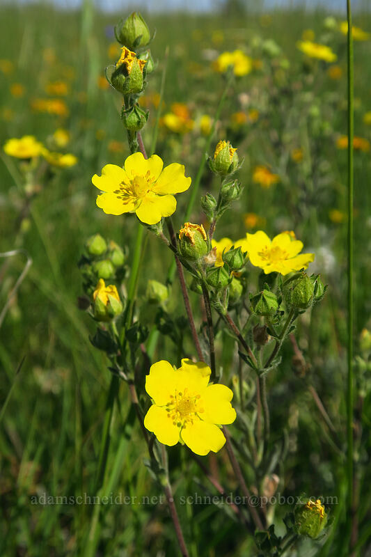 slender cinquefoil (Potentilla gracilis) [North Loop Road, Steens Mountain, Harney County, Oregon]