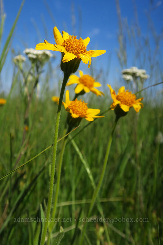 foothills arnica (Arnica sororia) [North Loop Road, Steens Mountain, Harney County, Oregon]