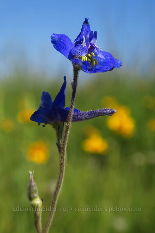 slim larkspur (Delphinium depauperatum) [North Loop Road, Steens Mountain, Harney County, Oregon]