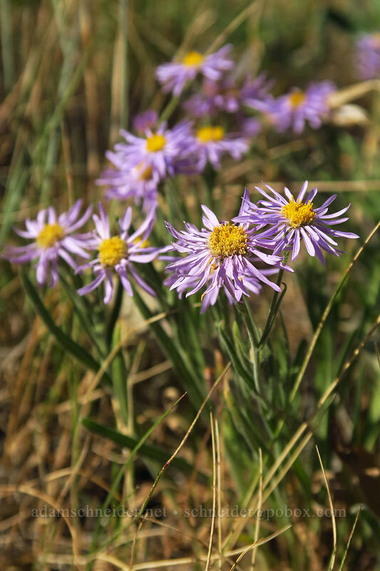 showy fleabane (Erigeron speciosus) [North Loop Road, Steens Mountain, Harney County, Oregon]