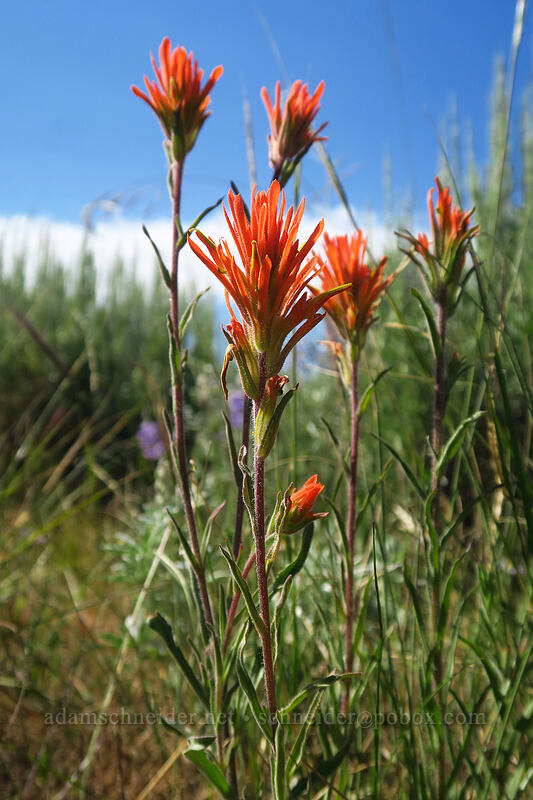 Peck's paintbrush (Castilleja peckiana) [North Loop Road, Steens Mountain, Harney County, Oregon]