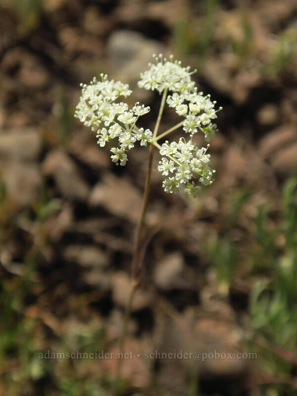 yampah (Perideridia sp.) [North Loop Road, Steens Mountain, Harney County, Oregon]
