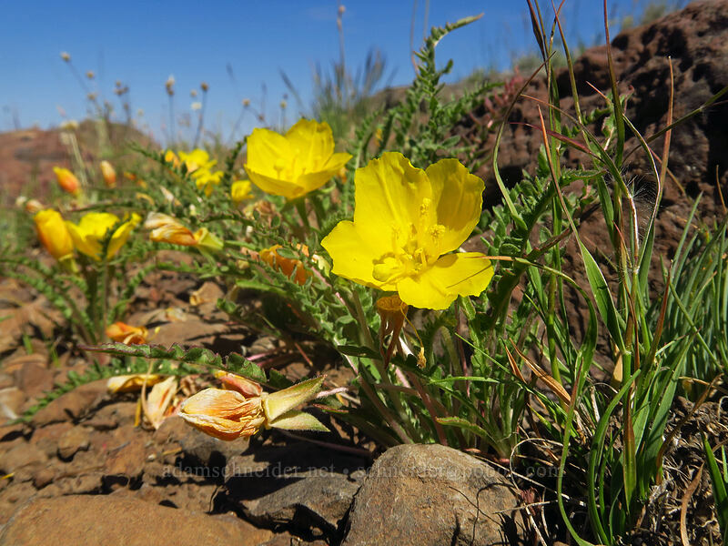 tansy-leaf evening-primrose (Taraxia tanacetifolia (Camissonia tanacetifolia)) [North Loop Road, Steens Mountain, Harney County, Oregon]
