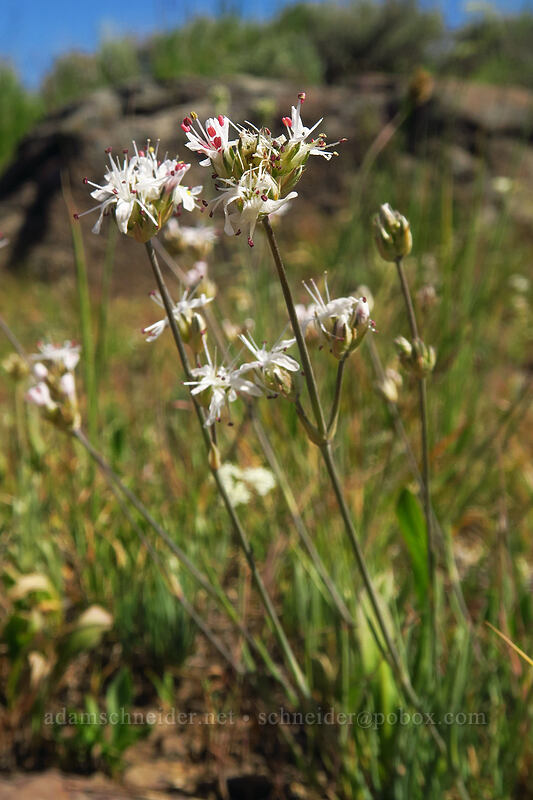 ball-head sandwort (Eremogone congesta (Arenaria congesta)) [North Loop Road, Steens Mountain, Harney County, Oregon]