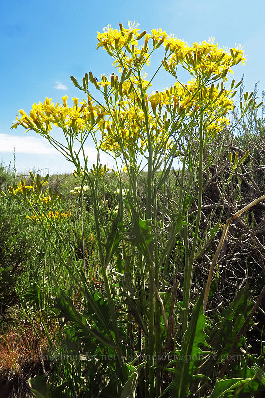 long-leaf (taper-tip) hawksbeard (Crepis acuminata) [North Loop Road, Steens Mountain, Harney County, Oregon]