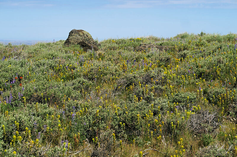 yellow paintbrush, sagebrush, & lupines (Castilleja applegatei var. pinetorum, Artemisia tridentata, Lupinus sp.) [North Loop Road, Steens Mountain, Harney County, Oregon]