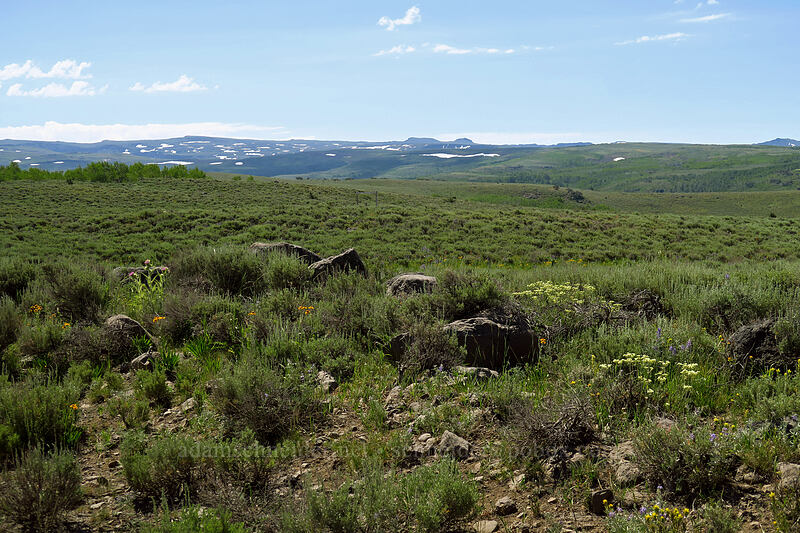 sagebrush, wildflowers, & Steens Mountain [North Loop Road, Steens Mountain, Harney County, Oregon]