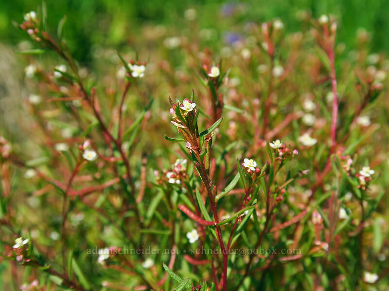 racemed groundsmoke (Gayophytum racemosum) [North Loop Road, Steens Mountain, Harney County, Oregon]