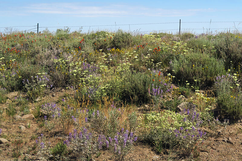 roadside wildflowers [North Loop Road, Steens Mountain, Harney County, Oregon]