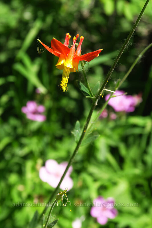 western columbine (Aquilegia formosa) [Fish Lake, Steens Mountain, Harney County, Oregon]