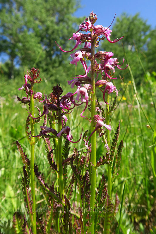 elephant's-head lousewort (Pedicularis groenlandica) [Fish Lake, Steens Mountain, Harney County, Oregon]