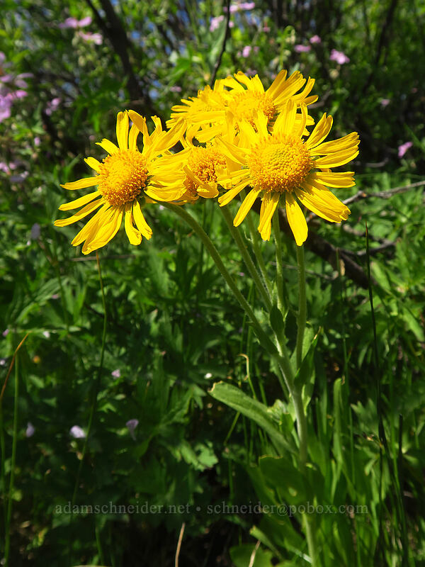 orange sneezeweed (owl's-claws) (Hymenoxys hoopesii) [Fish Lake, Steens Mountain, Harney County, Oregon]