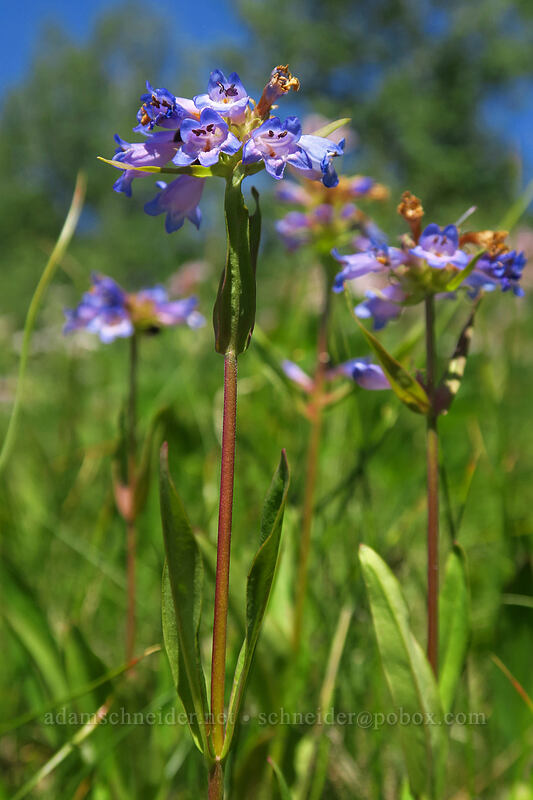 Rydberg's penstemon (Penstemon rydbergii) [Fish Lake, Steens Mountain, Harney County, Oregon]