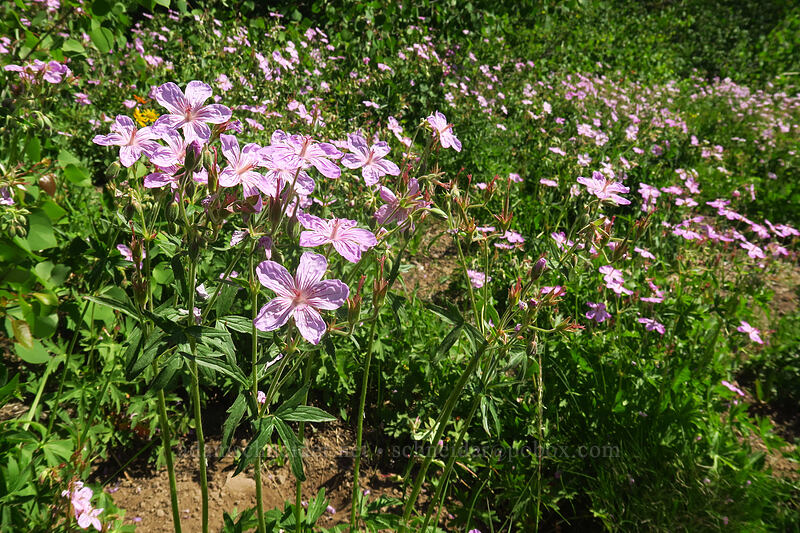 sticky geranium (Geranium viscosissimum) [Fish Lake, Steens Mountain, Harney County, Oregon]