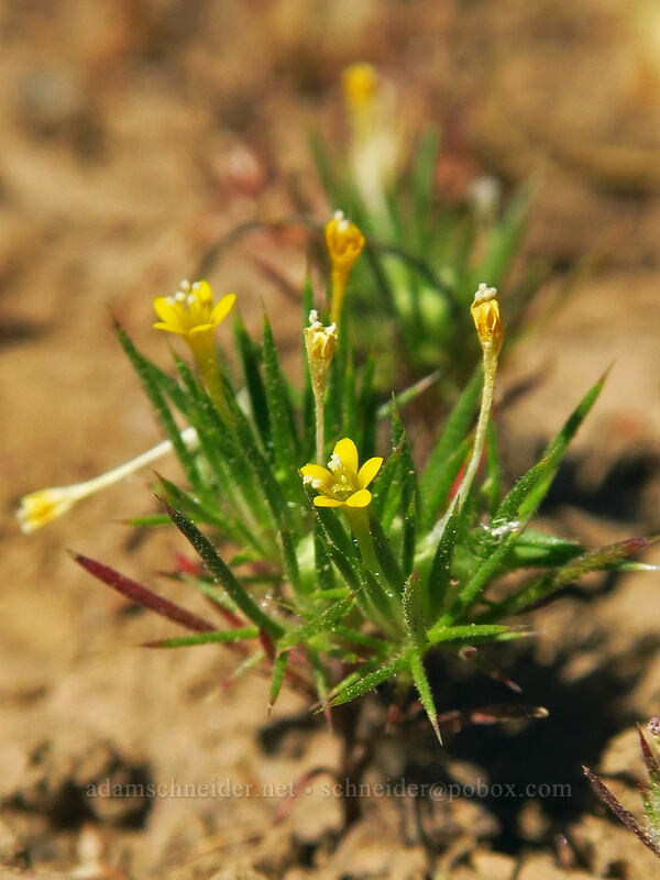 Yellow-flowered navarretia (Navarretia breweri) [North Loop Road, Steens Mountain, Harney County, Oregon]