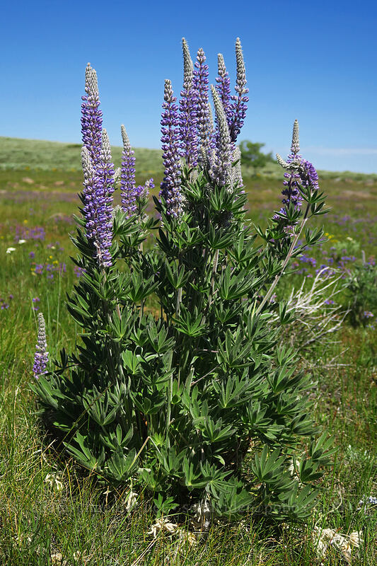 lupine (Lupinus sp.) [Honeymoon Lake, Steens Mountain, Harney County, Oregon]