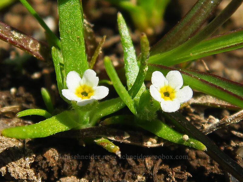 popcorn flower (Plagiobothrys sp.) [Honeymoon Lake, Steens Mountain, Harney County, Oregon]