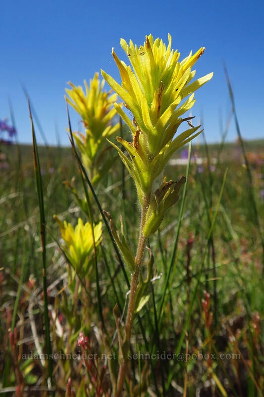 yellow paintbrush (Castilleja applegatei var. pinetorum) [Honeymoon Lake, Steens Mountain, Harney County, Oregon]