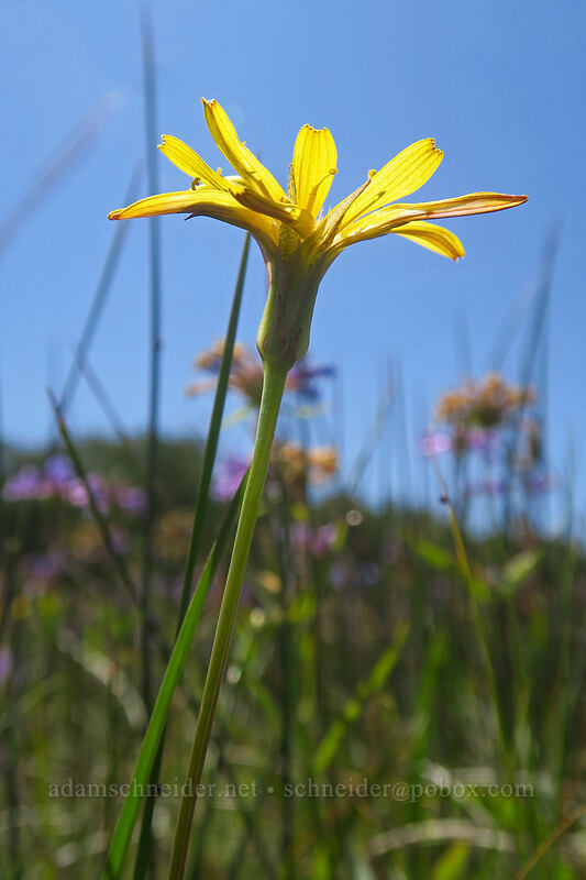 nodding microseris (Microseris nutans (Scorzonella nutans)) [Honeymoon Lake, Steens Mountain, Harney County, Oregon]