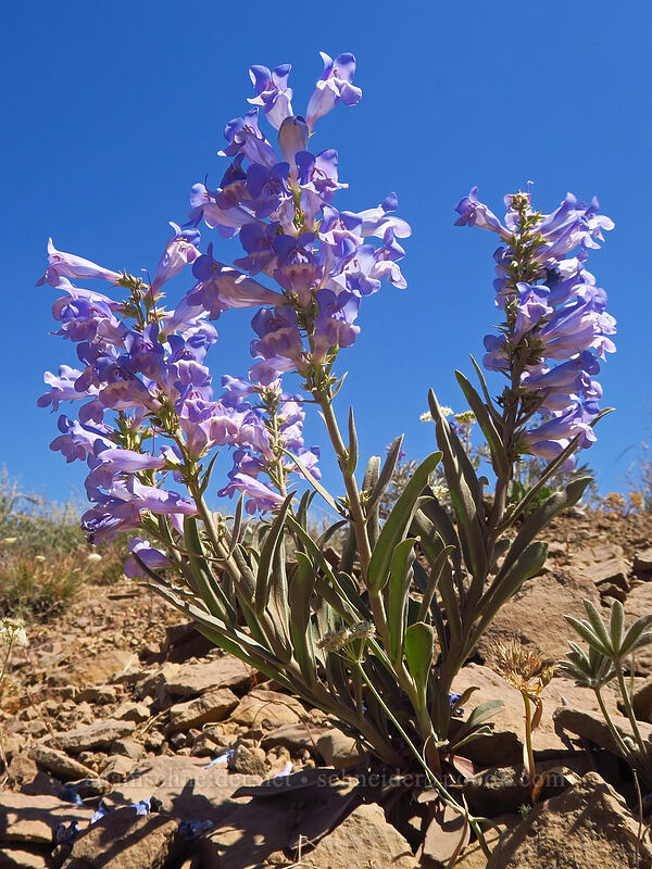 showy penstemon (Penstemon speciosus) [North Loop Road, Steens Mountain, Harney County, Oregon]