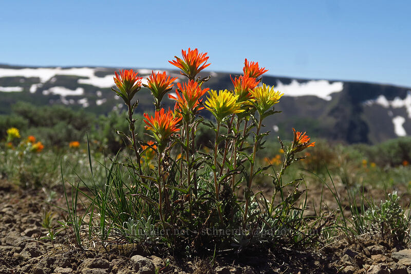 multi-colored wavy-leaf paintbrush (Castilleja applegatei var. pinetorum) [Wet Blanket Trail, Steens Mountain, Harney County, Oregon]