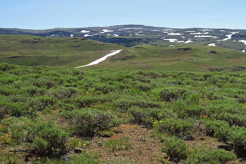 sagebrush & Steens Mountain [Wet Blanket Trail, Steens Mountain, Harney County, Oregon]