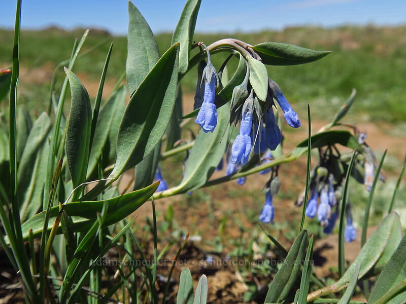 sagebrush bluebells (Mertensia oblongifolia) [Kiger Gorge Overlook, Steens Mountain, Harney County, Oregon]