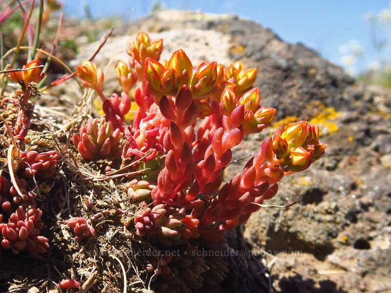lance-leaf stonecrop, budding (Sedum lanceolatum) [Kiger Gorge Overlook, Steens Mountain, Harney County, Oregon]