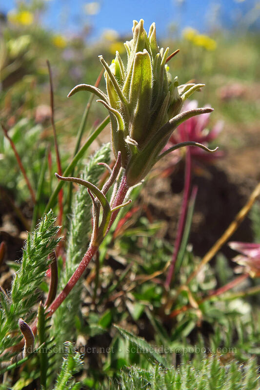 Steens Mountain paintbrush (Castilleja pilosa var. steenensis) [Kiger Gorge Overlook, Steens Mountain, Harney County, Oregon]