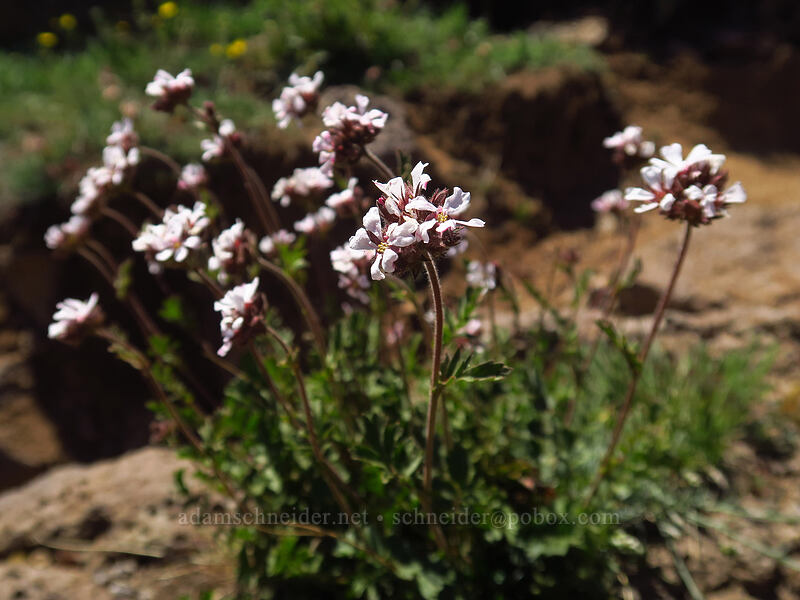 pink pinwheels (big-head horkelia) (Horkelia fusca var. capitata) [Kiger Gorge Overlook, Steens Mountain, Harney County, Oregon]