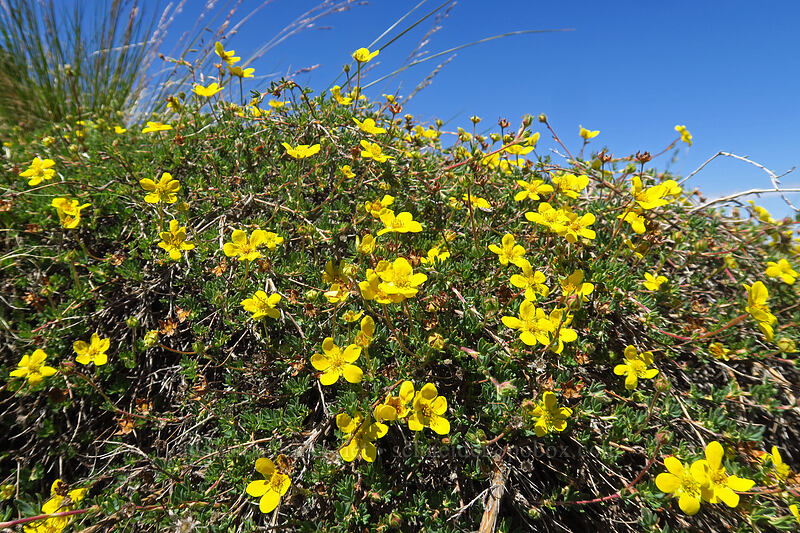 shrubby cinquefoil (Dasiphora fruticosa (Potentilla fruticosa)) [Kiger Gorge Overlook, Steens Mountain, Harney County, Oregon]
