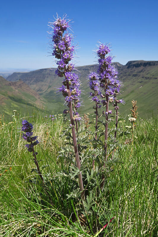 silky phacelia (Phacelia sericea var. ciliosa) [Kiger Gorge Overlook, Steens Mountain, Harney County, Oregon]