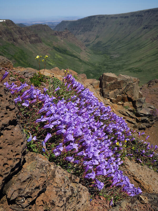 timberline beard-tongue (Penstemon davidsonii var. praeteritus) [Kiger Gorge Overlook, Steens Mountain, Harney County, Oregon]