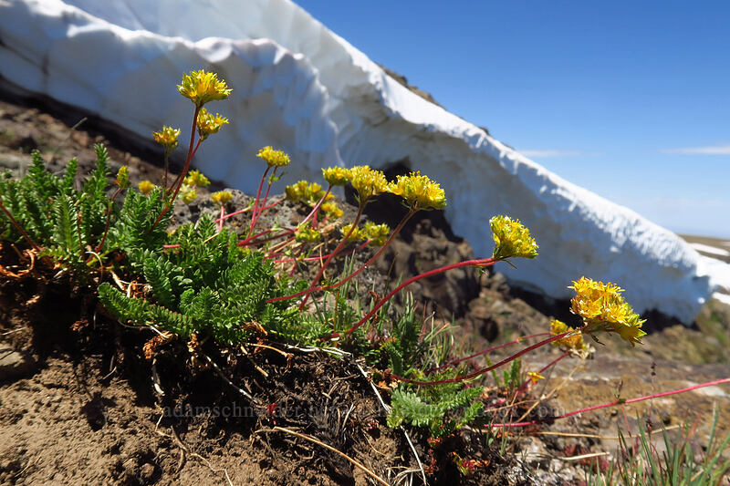 Gordon's ivesia (Ivesia gordonii var. ursinorum (Potentilla gordonii var. ursinorum)) [Kiger Gorge Overlook, Steens Mountain, Harney County, Oregon]