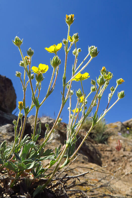 diverse-leaved cinquefoil (Potentilla glaucophylla (Potentilla diversifolia var. glaucophylla)) [Kiger Gorge Overlook, Steens Mountain, Harney County, Oregon]