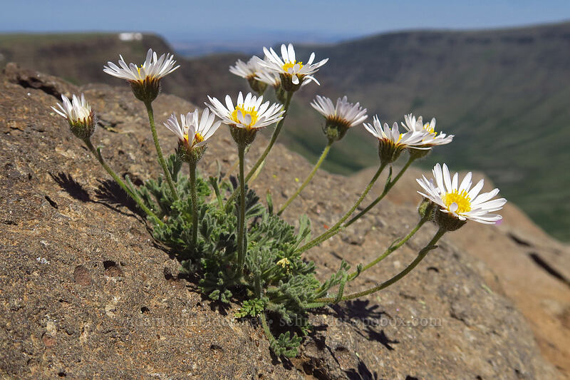 cut-leaf fleabane (Erigeron compositus) [Kiger Gorge Overlook, Steens Mountain, Harney County, Oregon]