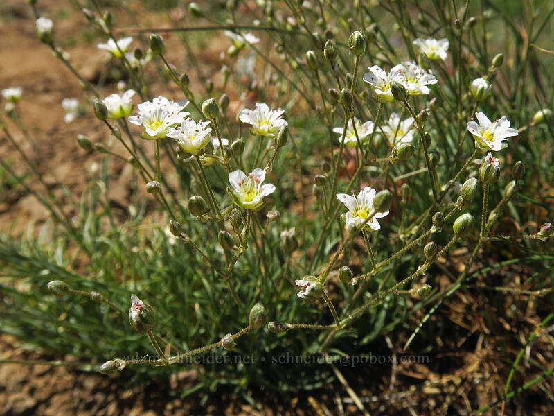 prickly sandwort (Eremogone aculeata (Arenaria aculeata)) [Kiger Gorge Overlook, Steens Mountain, Harney County, Oregon]