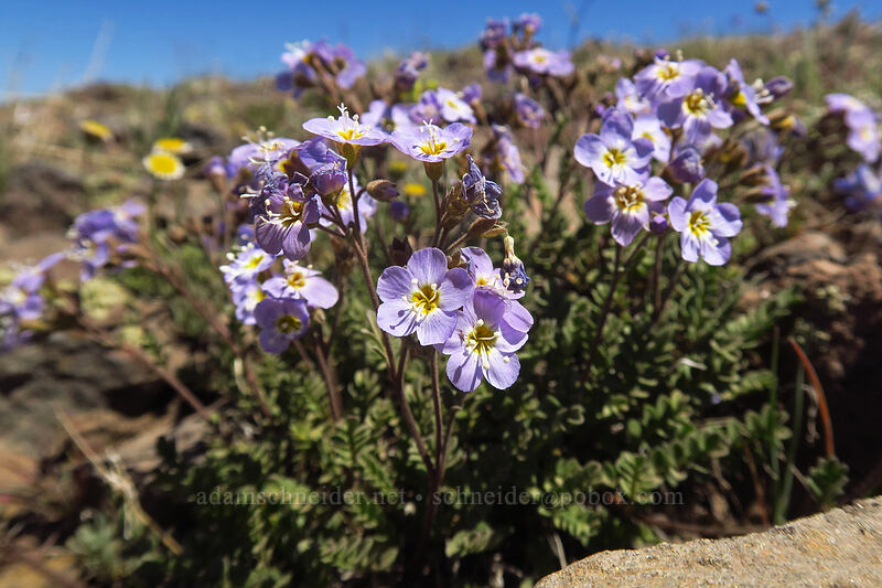 showy jacob's-ladder (Polemonium pulcherrimum ssp. pulcherrimum) [North Loop Road, Steens Mountain, Harney County, Oregon]