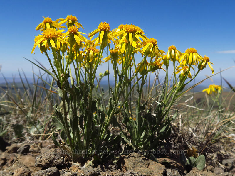 woolly groundsel (Packera cana (Senecio canus)) [North Loop Road, Steens Mountain, Harney County, Oregon]