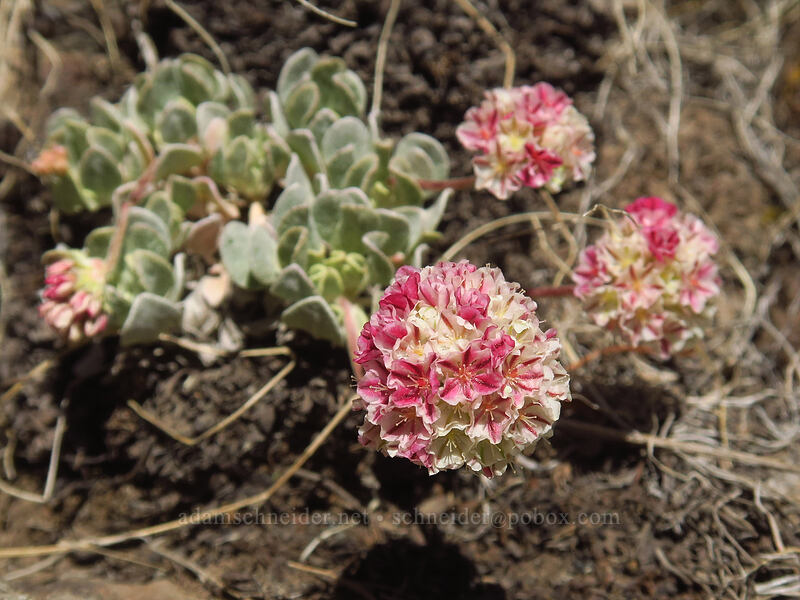 Steens Mountain buckwheat (Eriogonum ovalifolium var. rubidum) [North Loop Road, Steens Mountain, Harney County, Oregon]