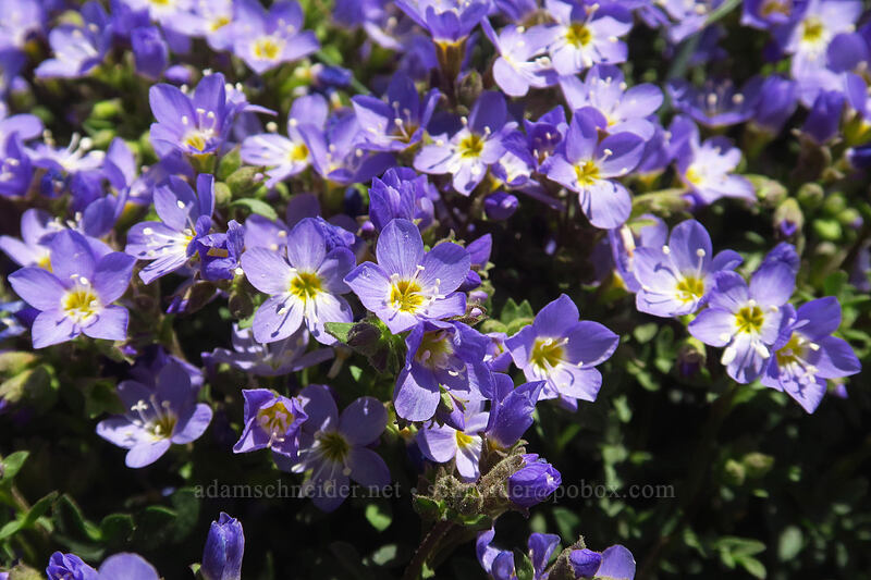 showy jacob's-ladder (Polemonium pulcherrimum ssp. pulcherrimum) [North Loop Road, Steens Mountain, Harney County, Oregon]