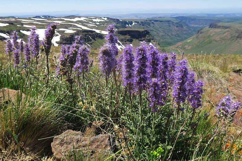 silky phacelia (Phacelia sericea var. ciliosa) [North Loop Road, Steens Mountain, Harney County, Oregon]