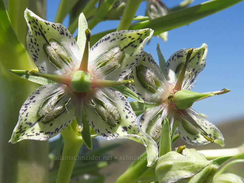 monument plant (Frasera speciosa) [North Loop Road, Steens Mountain, Harney County, Oregon]