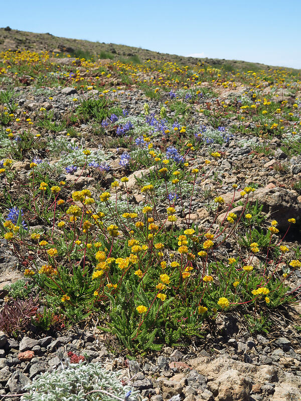 Gordon's ivesia & dwarf lupine (Ivesia gordonii var. ursinorum (Potentilla gordonii var. ursinorum), Lupinus lepidus var. lobbii) [North Loop Road, Steens Mountain, Harney County, Oregon]