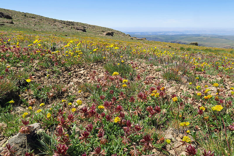 long-stalked clover & Gordon's ivesia (Trifolium longipes, Ivesia gordonii var. ursinorum (Potentilla gordonii var. ursinorum)) [North Loop Road, Steens Mountain, Harney County, Oregon]