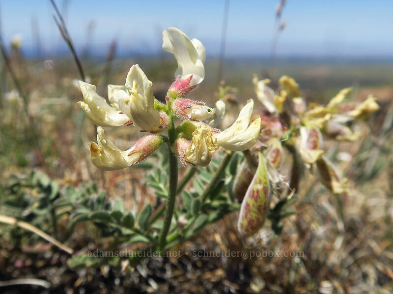 balloon-pod milk-vetch (Astragalus whitneyi var. confusus) [North Loop Road, Steens Mountain, Harney County, Oregon]