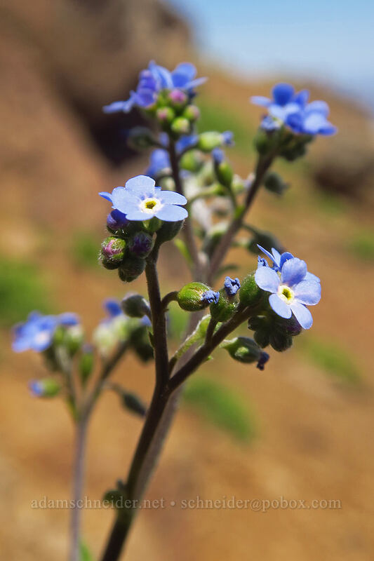 blue stickseed (Hackelia micrantha (Hackelia jessicae)) [East Rim Viewpoint, Steens Mountain, Harney County, Oregon]