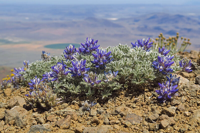 dwarf lupine (Lupinus lepidus var. lobbii) [East Rim Viewpoint, Steens Mountain, Harney County, Oregon]