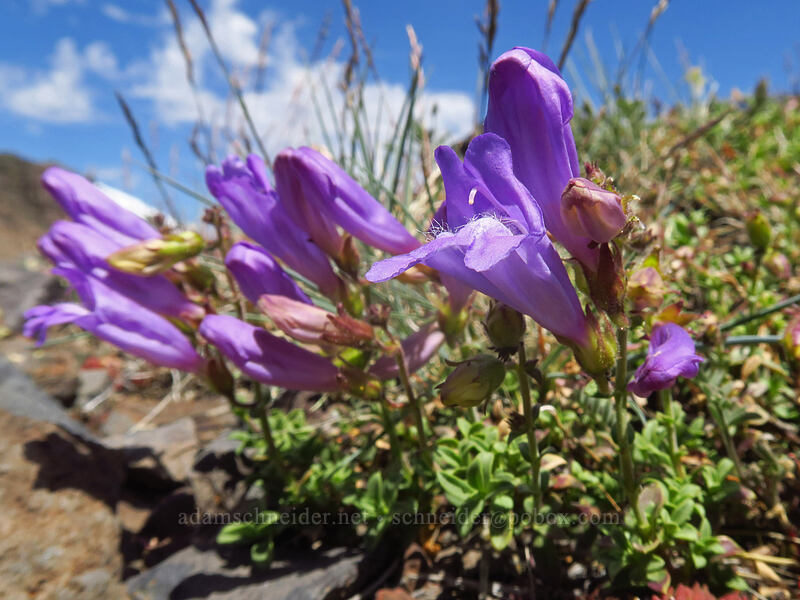 timberline beard-tongue (Penstemon davidsonii var. praeteritus) [Wildhorse Lake Trail, Steens Mountain, Harney County, Oregon]